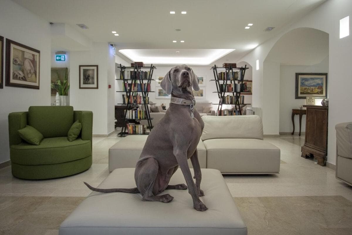 Hotel Principe, Rimini: dog sitting on a sofa in the lobby