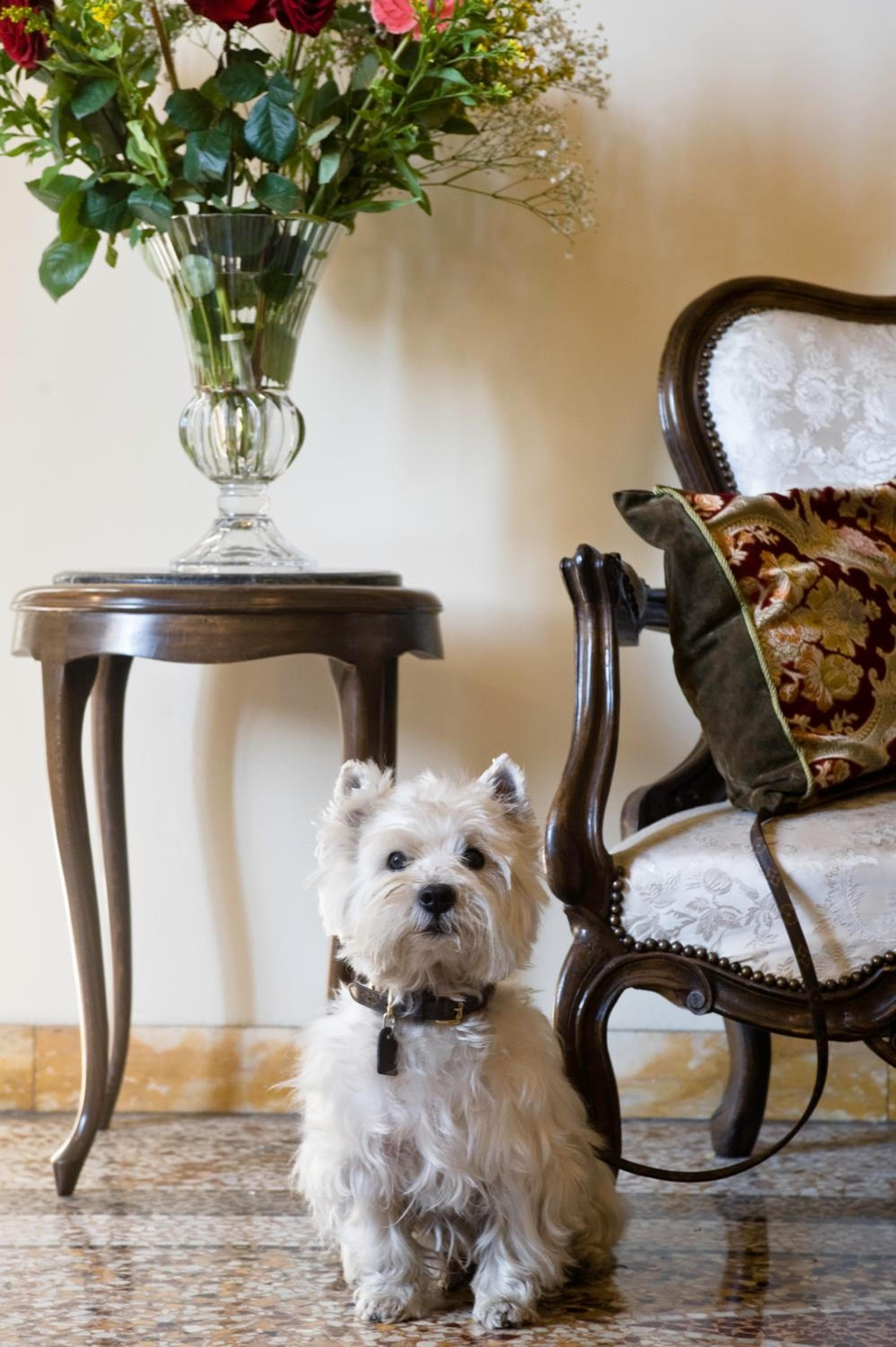 Hotel Principe, Florence: West Highland terrier sitting by an armchair