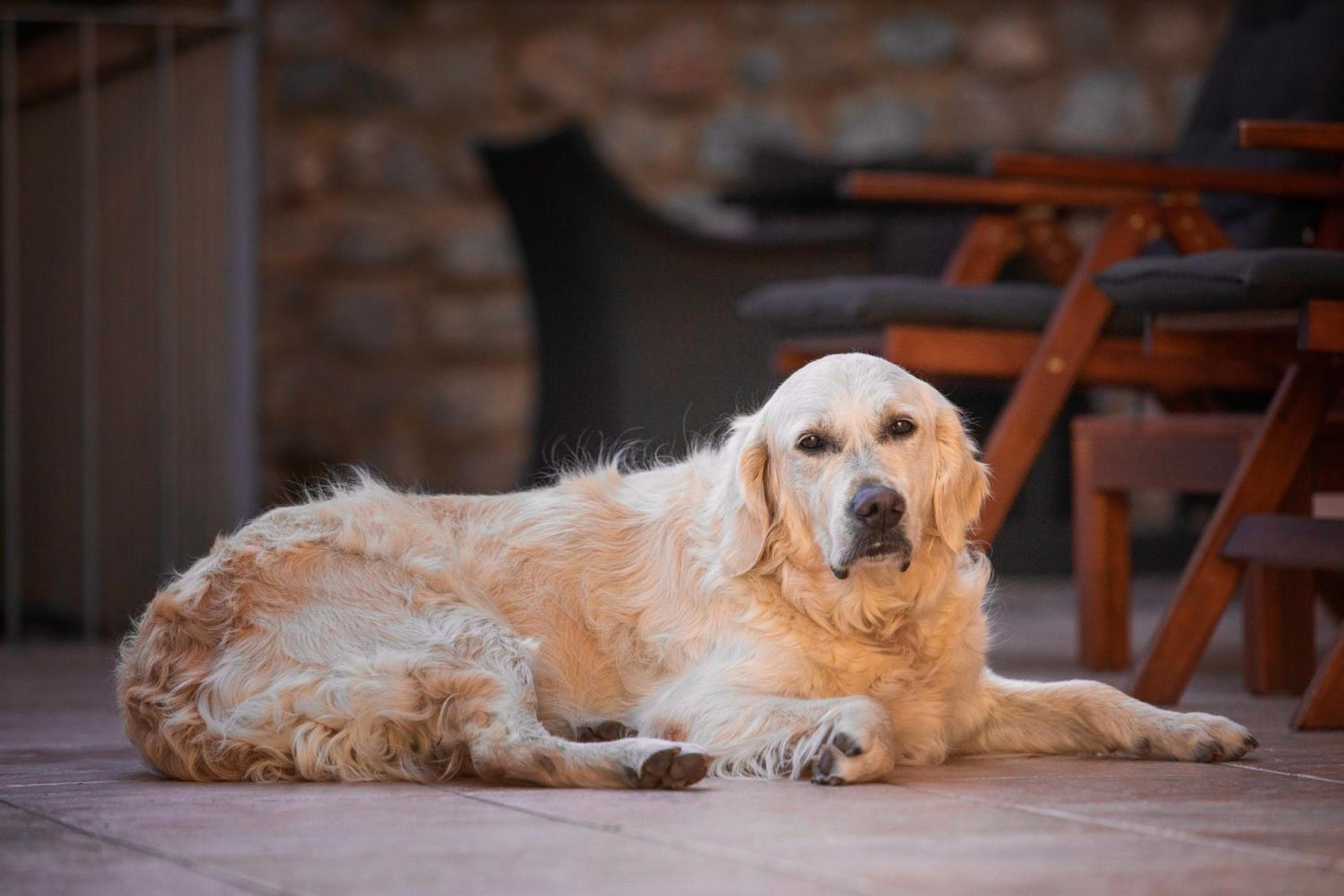 Baba Residences, Alassio: golden retriever lying on the terrace