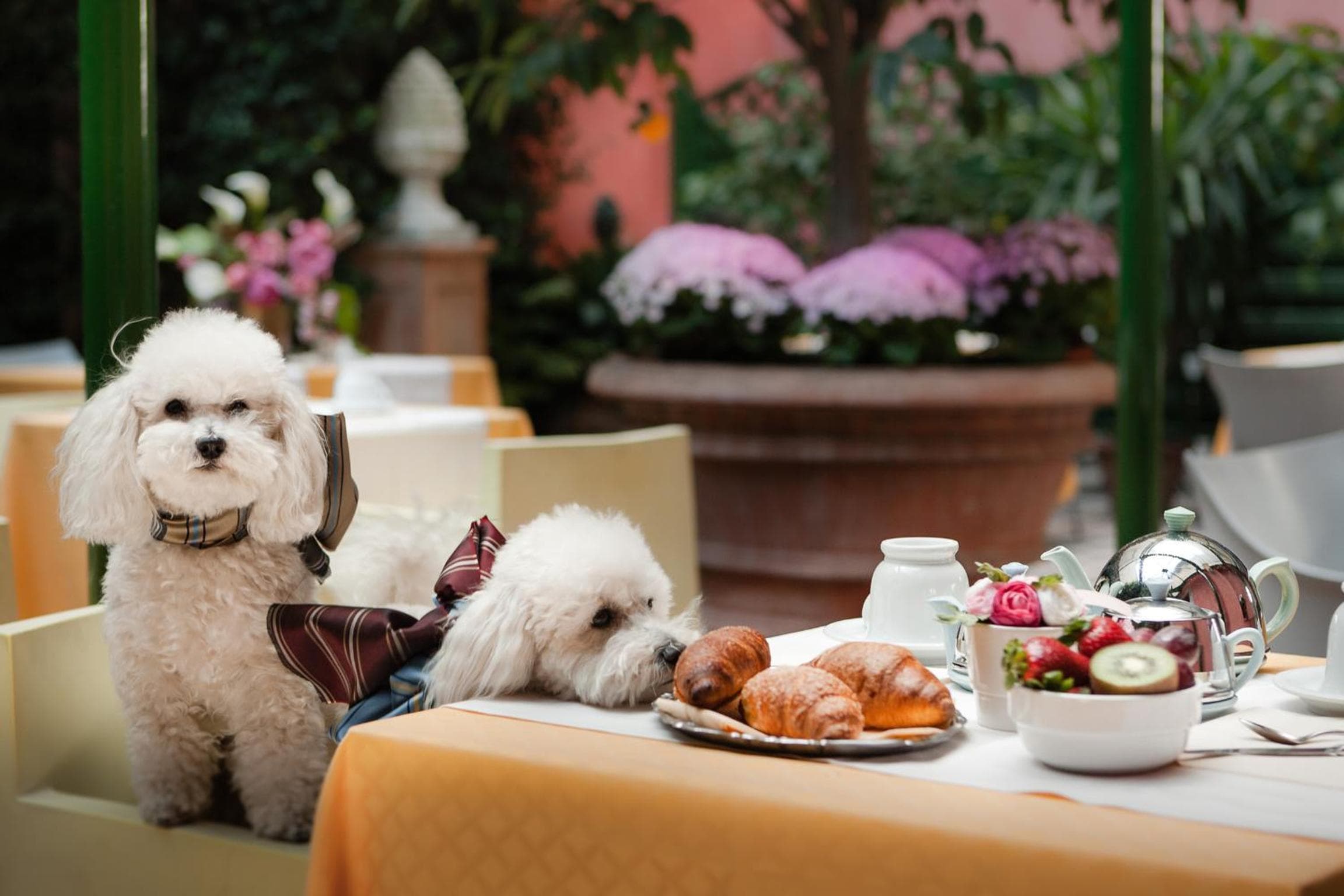 Hotel Palazzo dal Borgo, Florence: two white dogs at the breakfast table in the garden