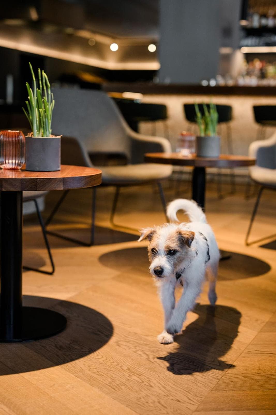 Boutique Hundehotel Bergzeit photo 4