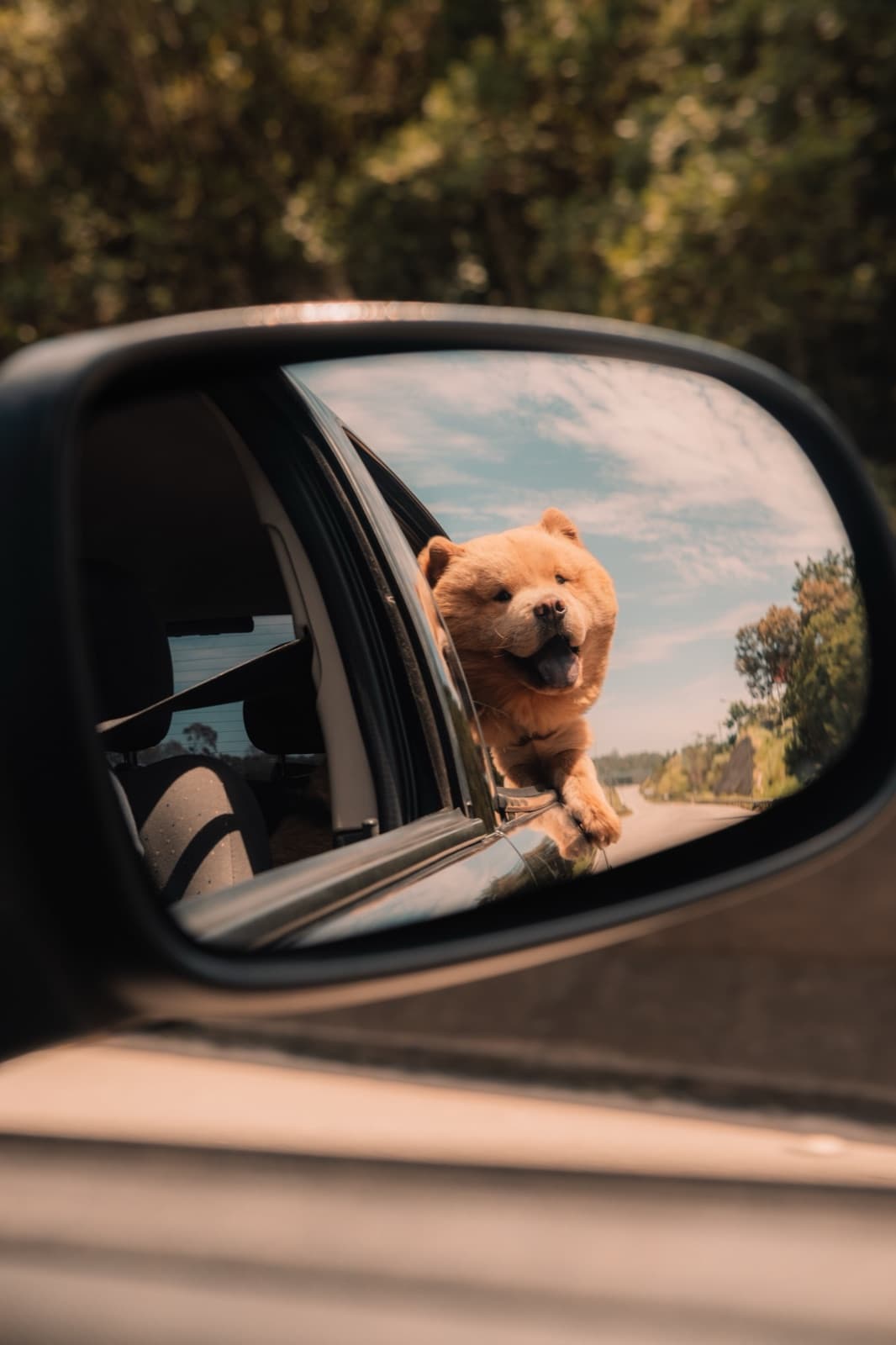 A happy Chow Chow leaning out of a car window, seen in the side mirror